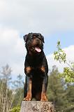 ROTTWEILER 207